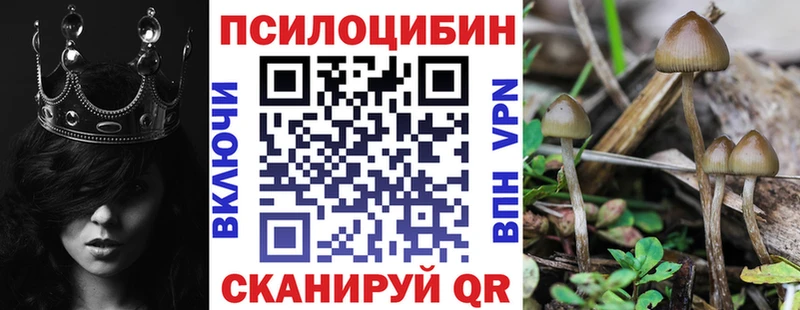 Купить  Кремёнки  Галлюциногенные грибы Psilocybine cubensis 